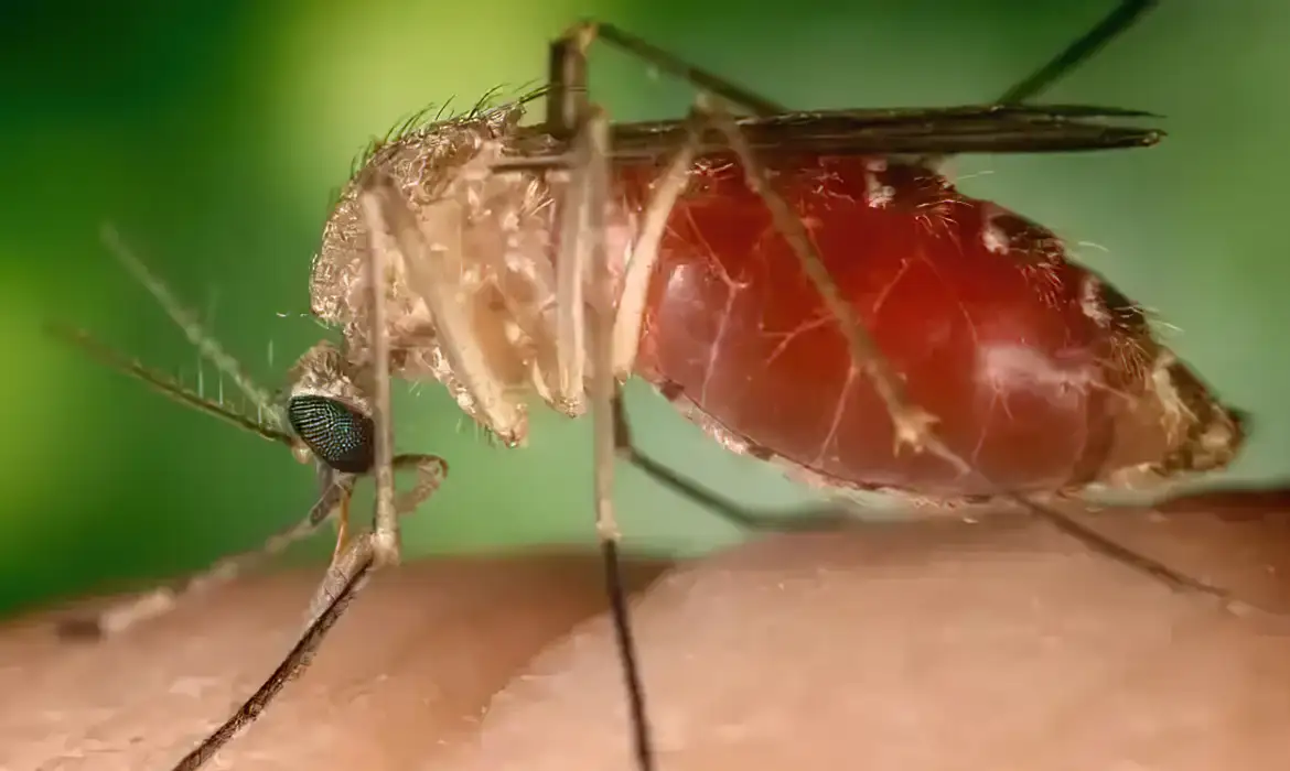 Surto recente de febre Oropouche foi causado por nova linhagem viral