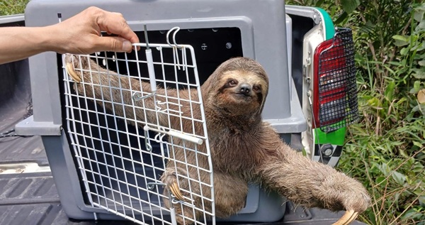 GCM Ambiental resgata bicho-preguiça no Residencial Bambi e combate caça ilegal no Cabuçu